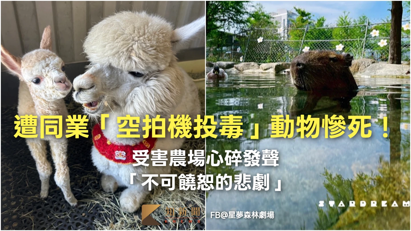 遭同業「空拍機投毒」動物慘死！受害農場心碎發聲：不可饒恕的悲劇