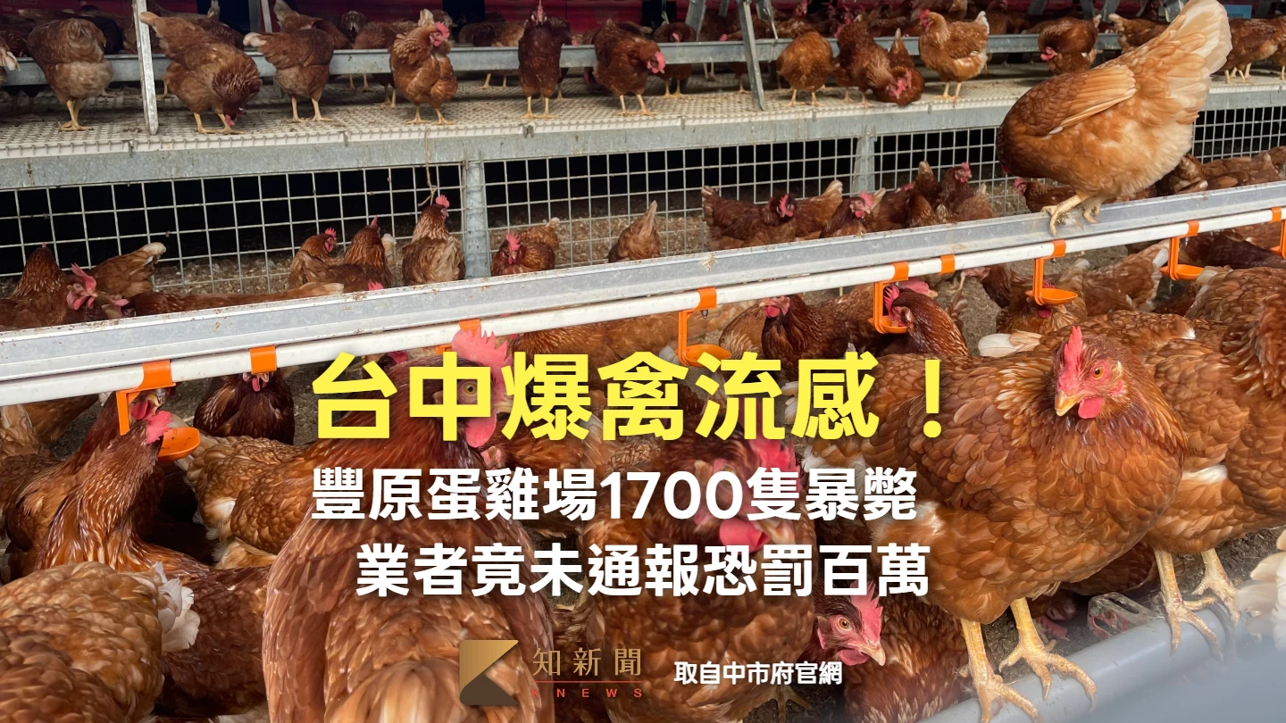 台中爆禽流感！豐原蛋雞場1700隻暴斃　業者竟未通報恐罰百萬