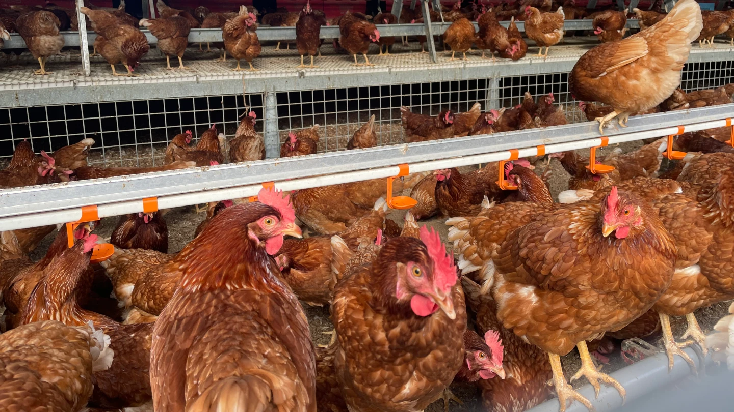 台中爆禽流感！豐原蛋雞場1700隻暴斃　業者竟未通報恐罰百萬