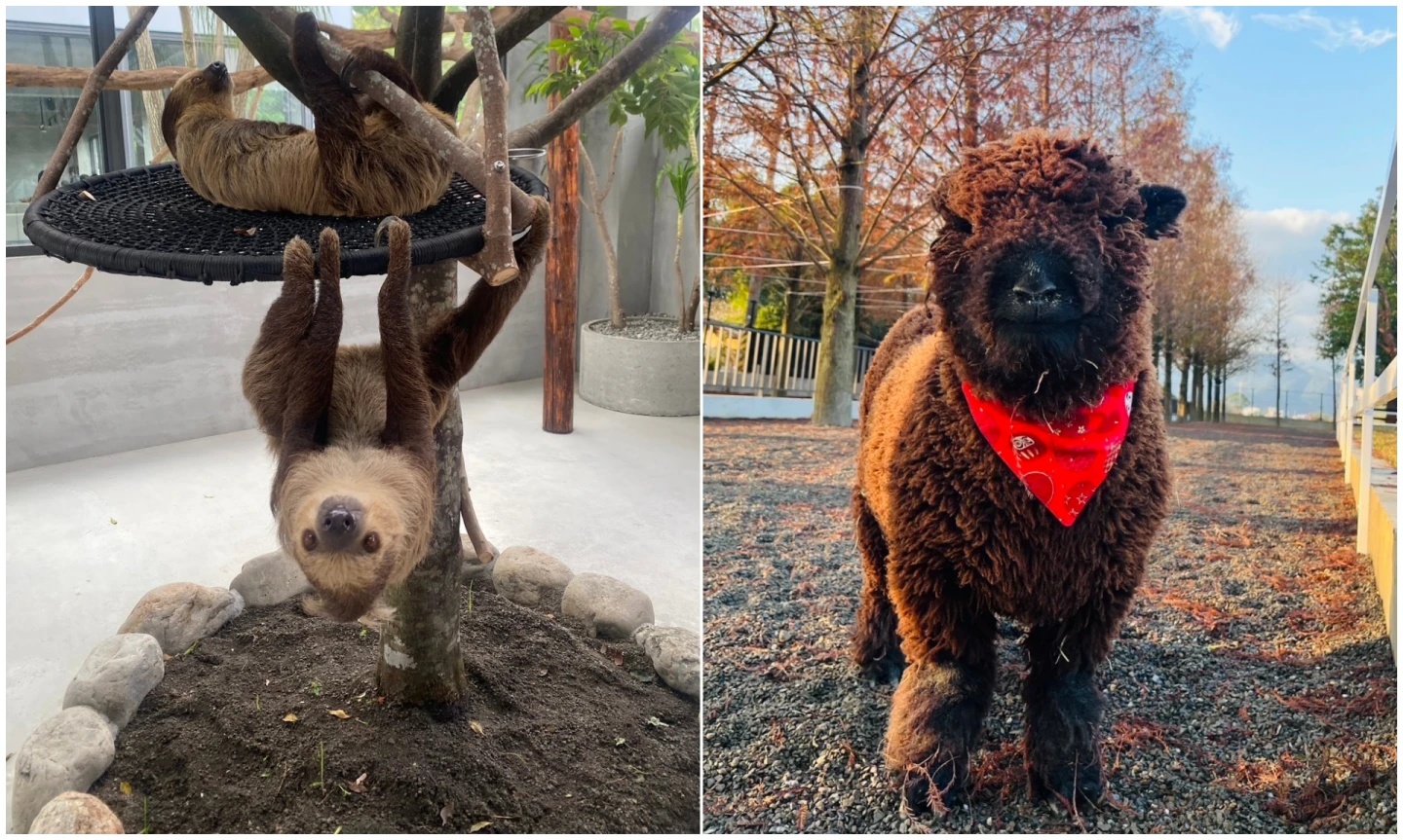 空拍機投毒王男！遭指是張美阿嬤農場兒　另開樹懶餐廳搶客家醜曝光