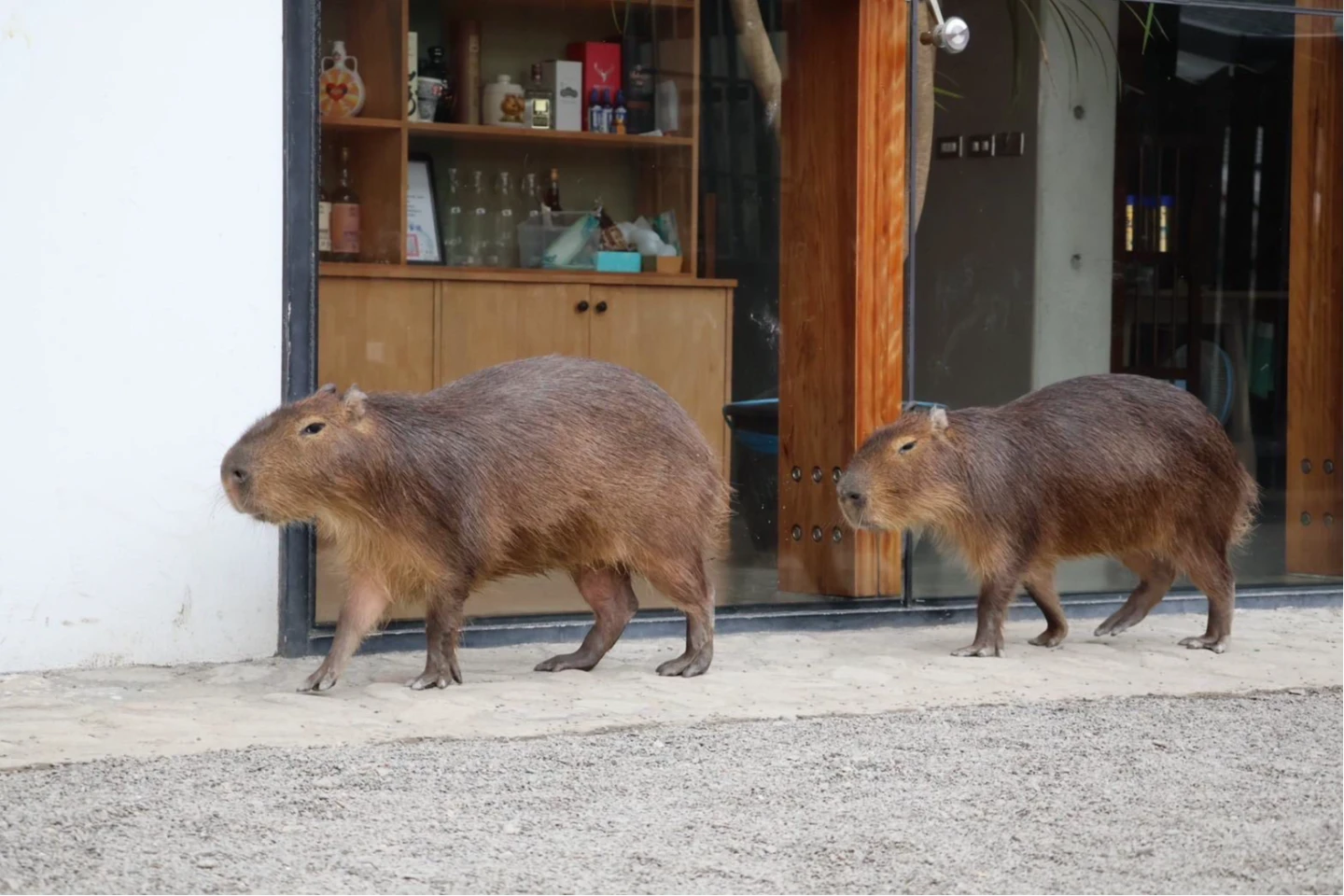 兒涉空拍機投毒　張美阿嬤農場飆重話：兒子是巨嬰！驚爆分家「樹懶餐廳」原因