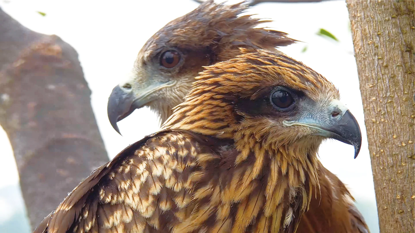 老鷹回來了！全台黑鳶族群破千創新高　基隆時隔30年再現新紀錄
