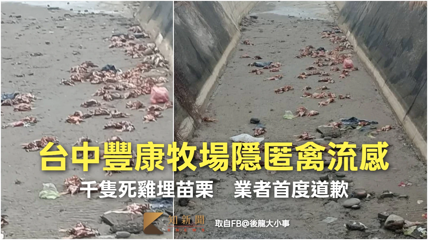 台中豐康牧場隱匿禽流感！千隻死雞埋苗栗　業者首度道歉宣布退費