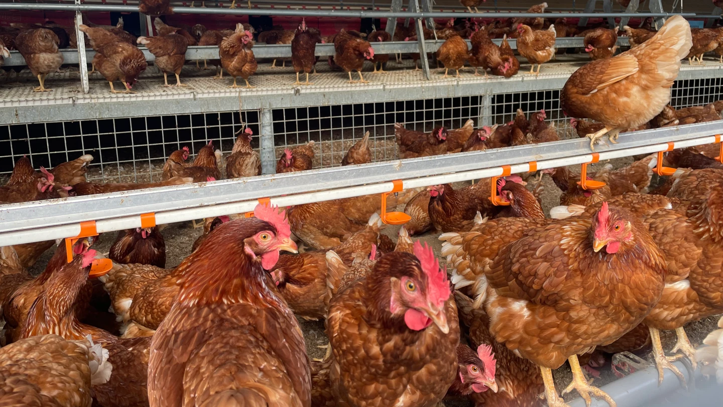 台中豐康牧場隱匿禽流感！千隻死雞埋苗栗　業者首度道歉宣布退費