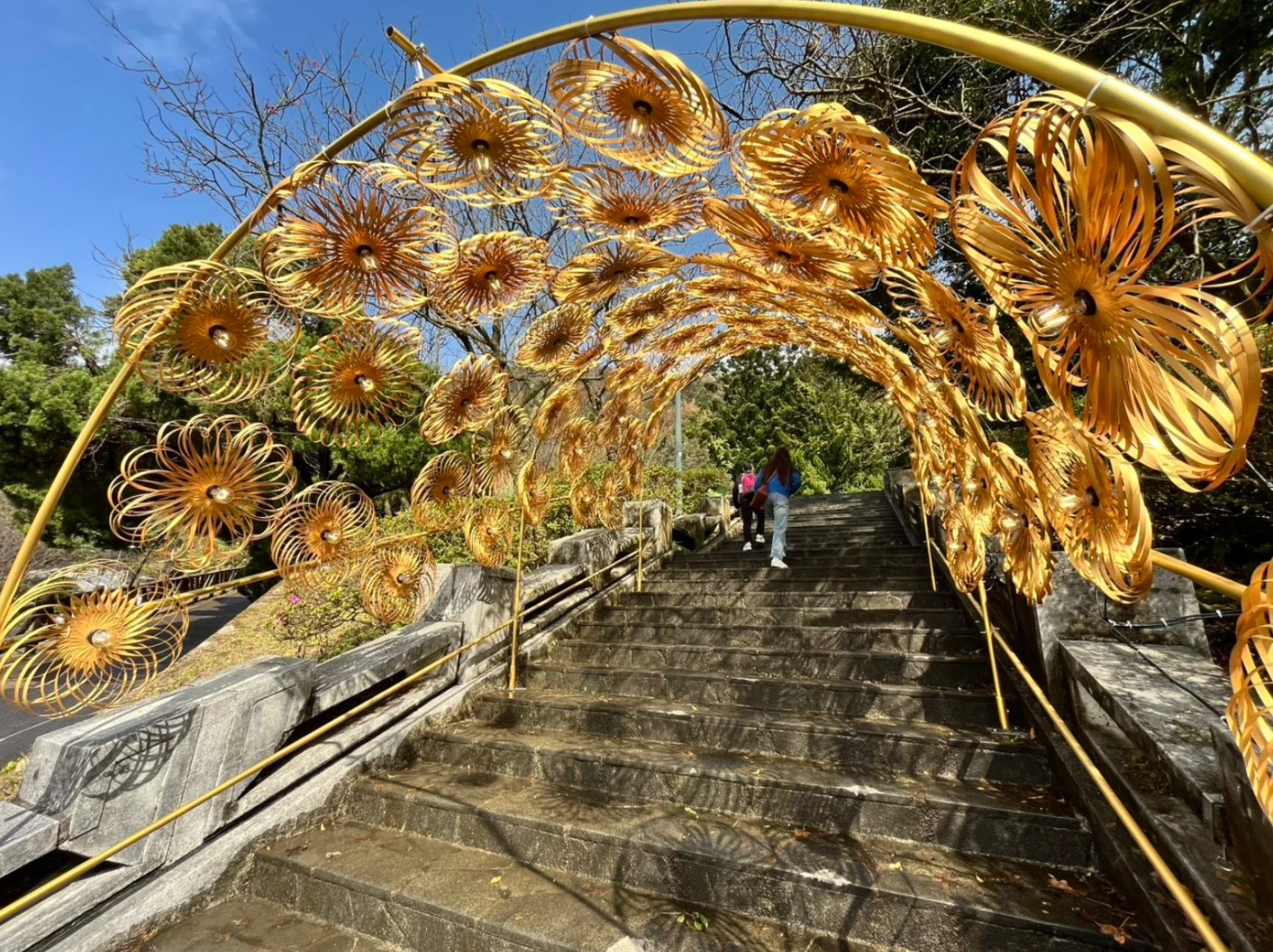 陽明山花季2/5開跑！櫻花、杜鵑花海綻放　展覽活動一次看