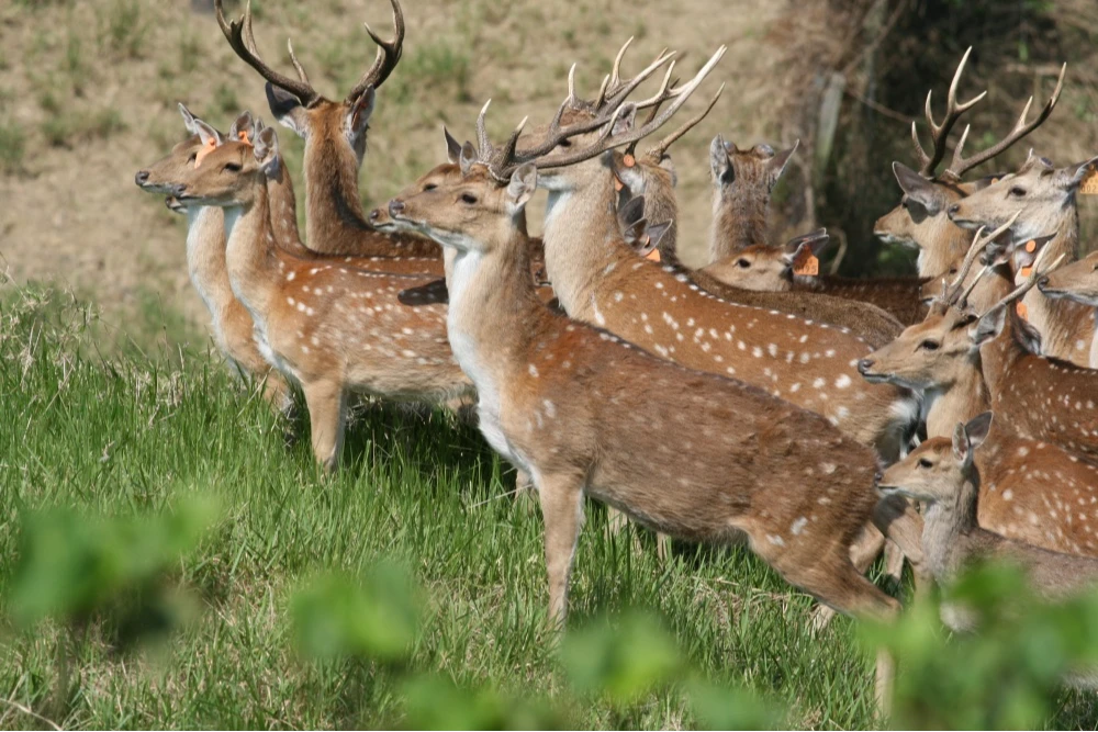 墾丁「鹿災」！獵人捉一隻梅花鹿5千元　米可白不忍發聲：受不了