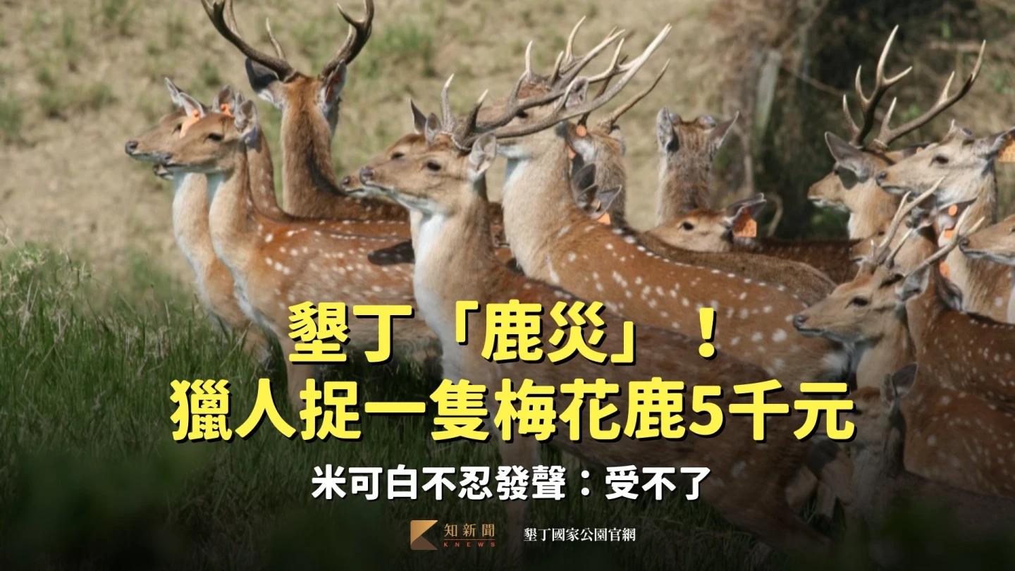 墾丁「鹿災」！獵人捉一隻梅花鹿5千元　米可白不忍發聲：受不了