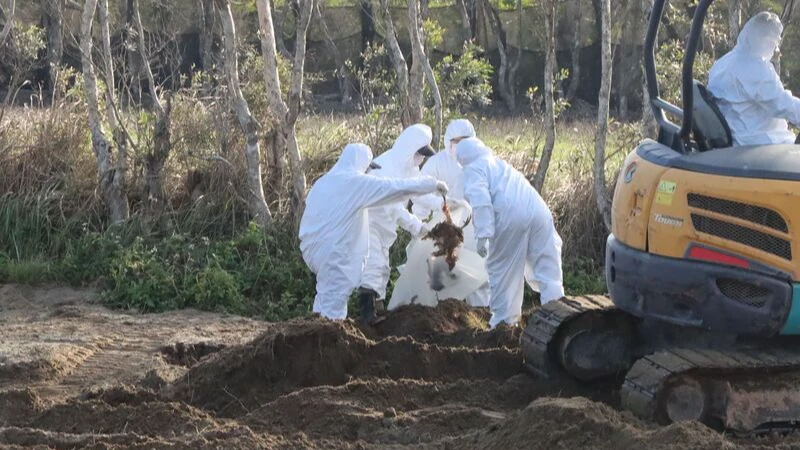 挖出鐵證！台中1150隻病死雞偷埋苗栗　「地主拒配合」縣府怒罰百萬送辦