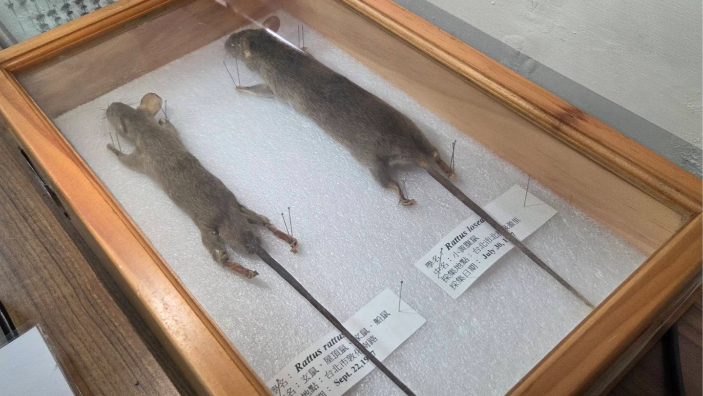 北市大安區爆漢他病毒！7旬翁發病8天亡　今年國內首例