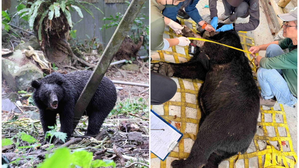 有片｜橫行阿里山工寮百公斤黑熊落網　「啟動電子圍籬預警」成功野放