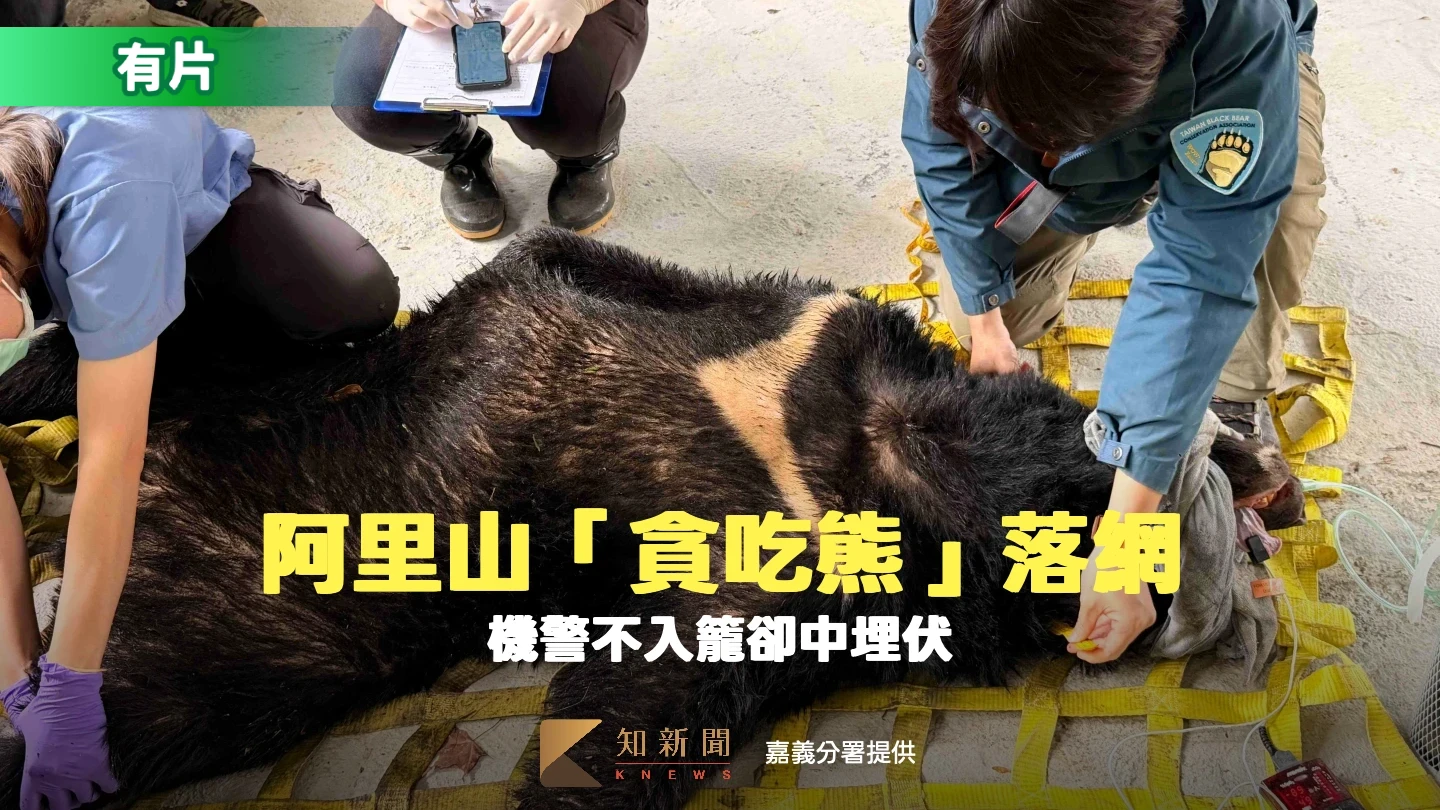 阿里山「貪吃熊」落網！機警不入籠卻中埋伏　直接野放回老家