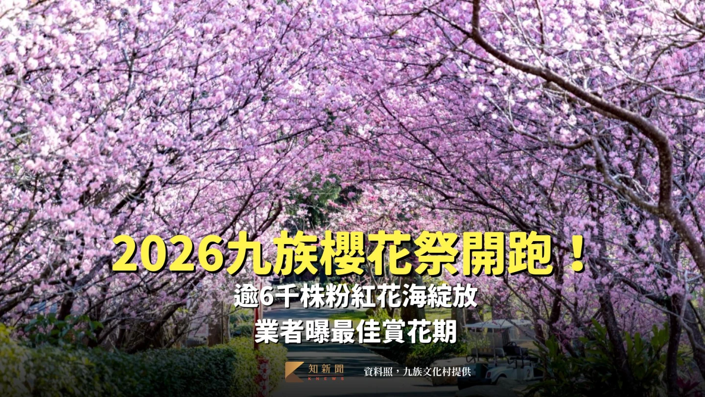 2026九族櫻花祭開跑！逾6千株粉紅花海綻放　業者曝最佳賞花期