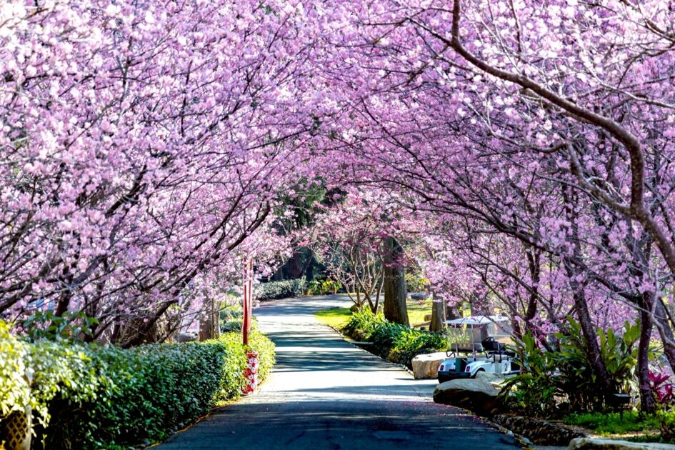 九族櫻花祭開跑逾6千株盛放 國旅補助同時啟動