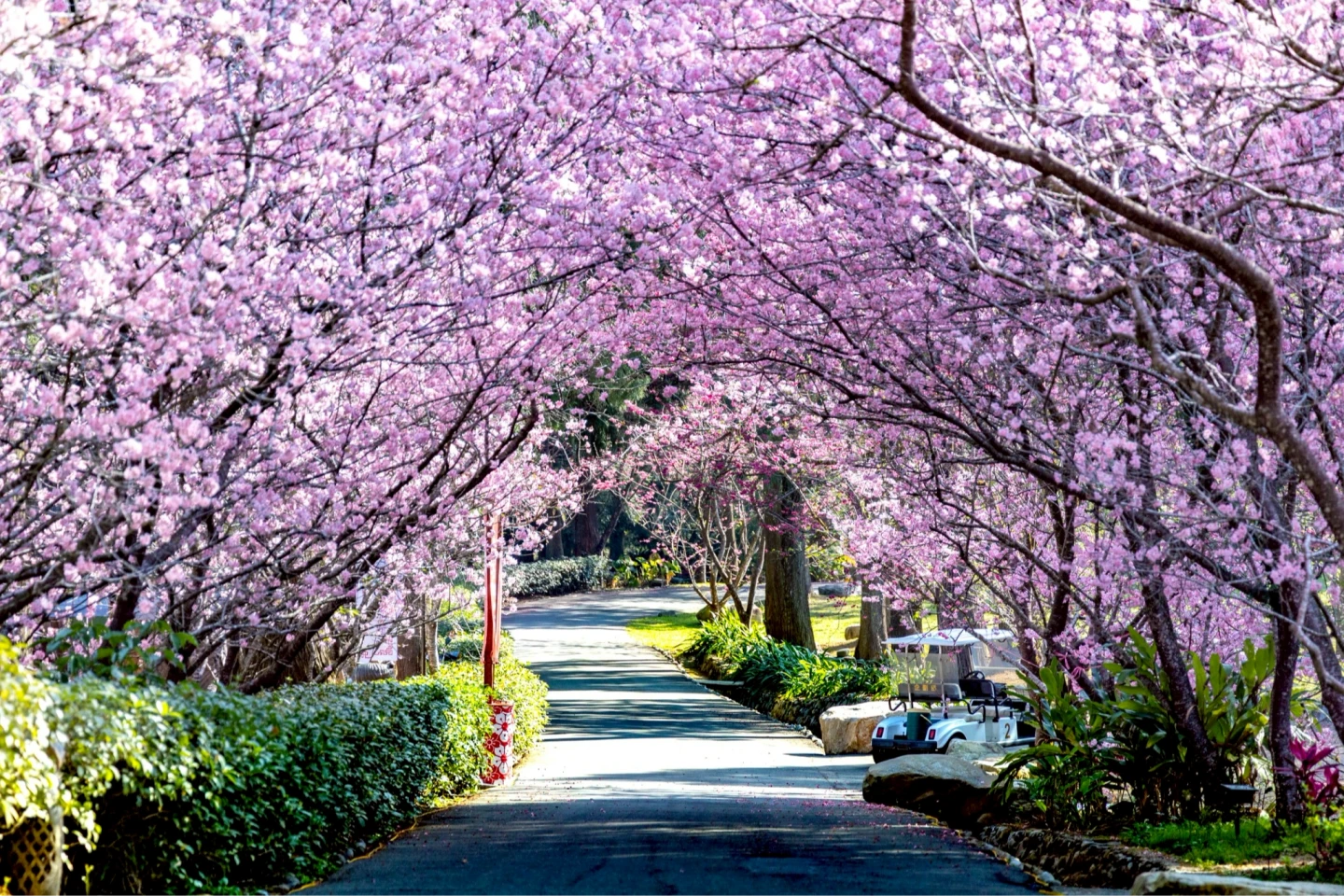 2026九族櫻花祭開跑！逾6千株粉紅花海綻放　業者曝最佳賞花期