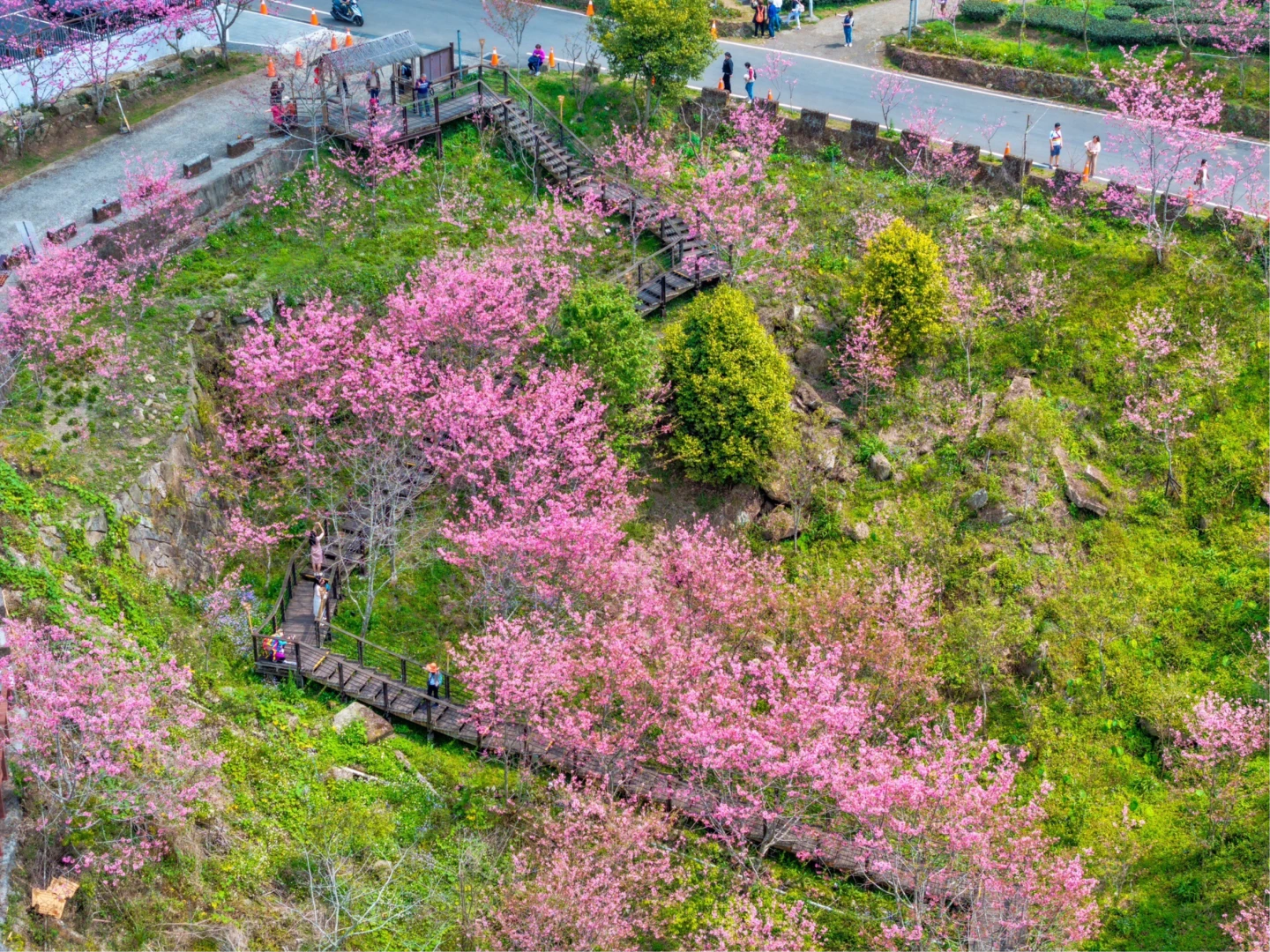 嘉義石棹浪漫走春！穿梭雲霧步道漫步櫻花海　2天1夜細品阿里山美景茶香