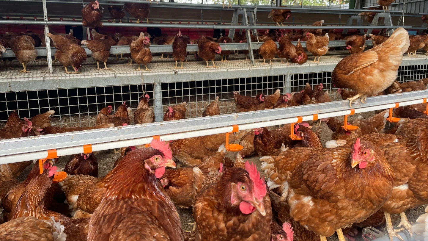 2359雞隻禽流感病死丟苗栗！豐康牧場竟隱匿賣蛋削7萬　負責人起訴求重刑　