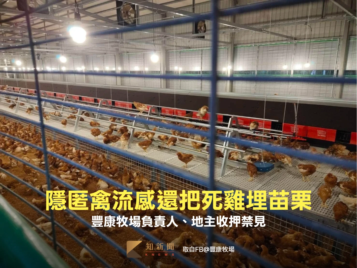 隱匿禽流感死雞埋苗栗！檢警搜索豐康牧場　負責人、地主收押禁見
