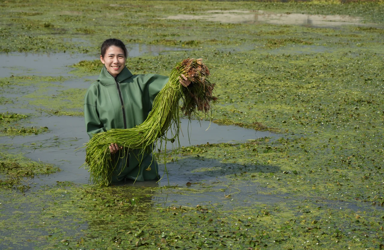 專訪｜23歲返鄉種水蓮！「公主」因爸爸一句點頭拚綠金　穿青蛙裝泡水曾累到體力不支