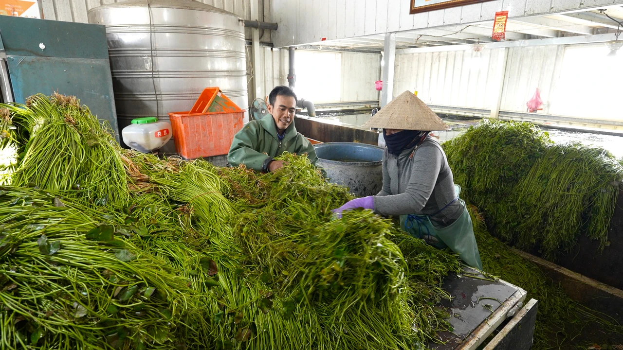 水蓮公主返鄉3｜不是光有夢想就可以！土地設備缺一不可　產業面臨2考驗
