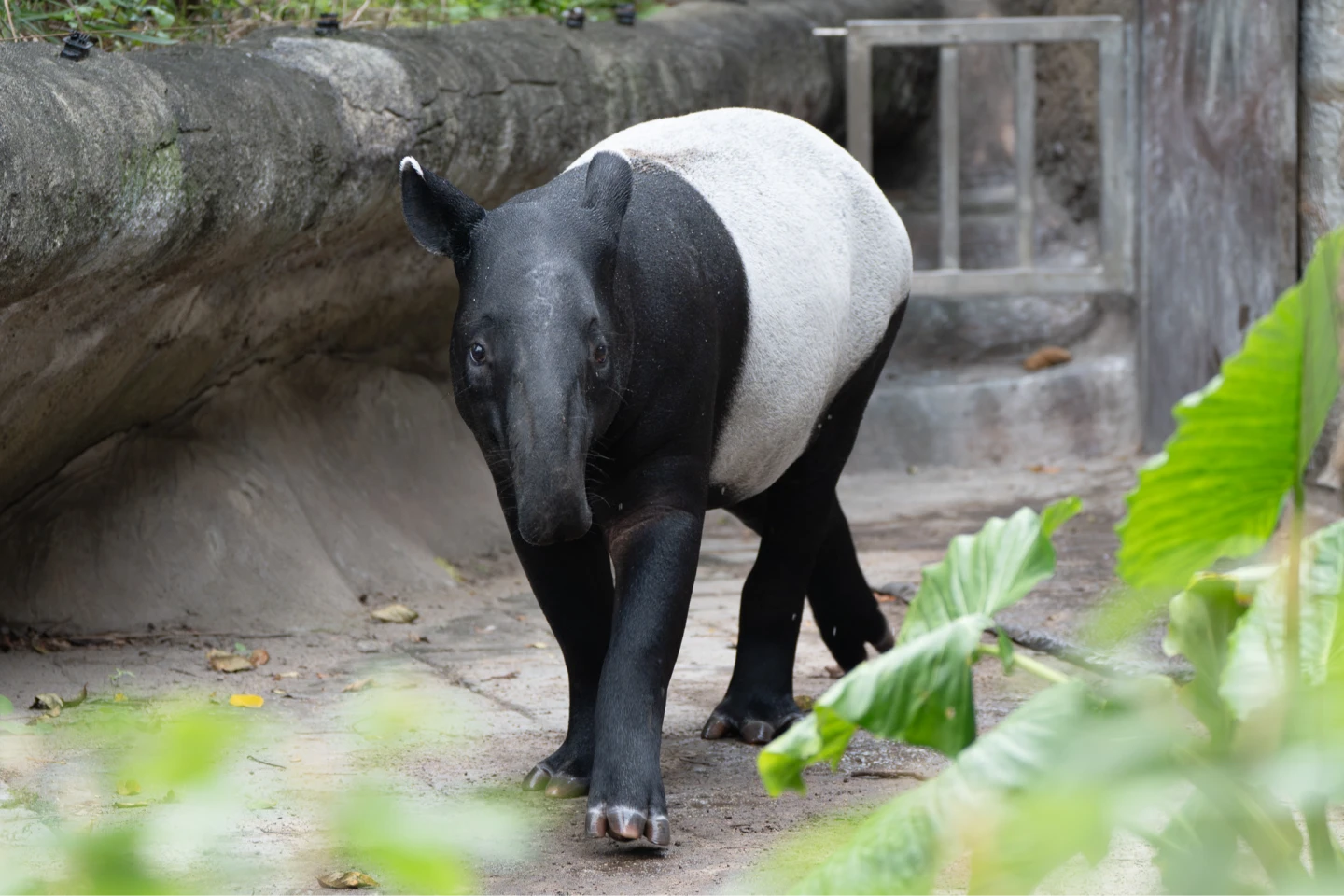 台北動物園1歲半馬來貘轉大人了！小吃貨「莉姆路」邁入叛逆期