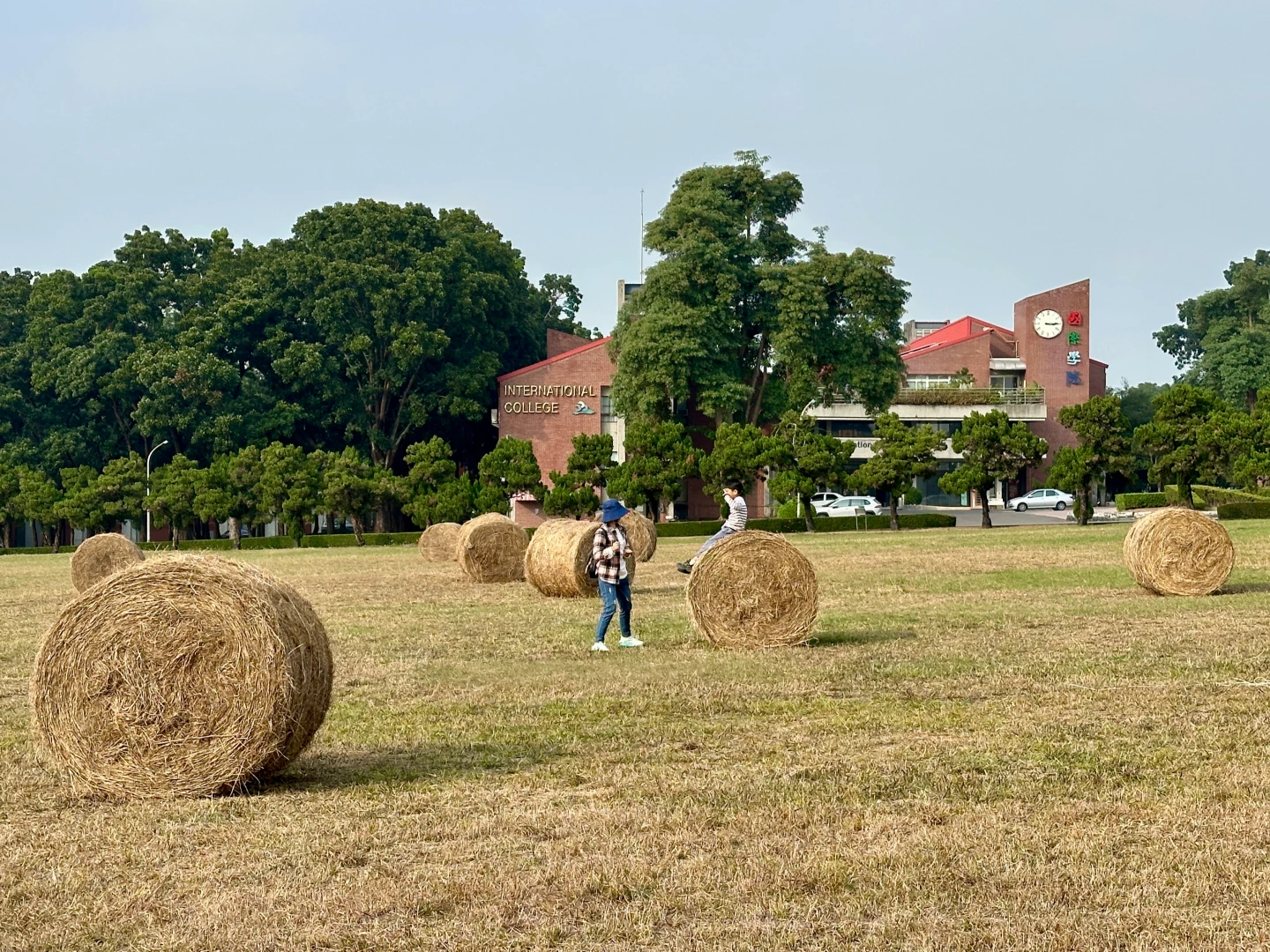 不只醬油！屏科大牧場自產鮮奶超夯　可愛「牧草捲」成走春熱點