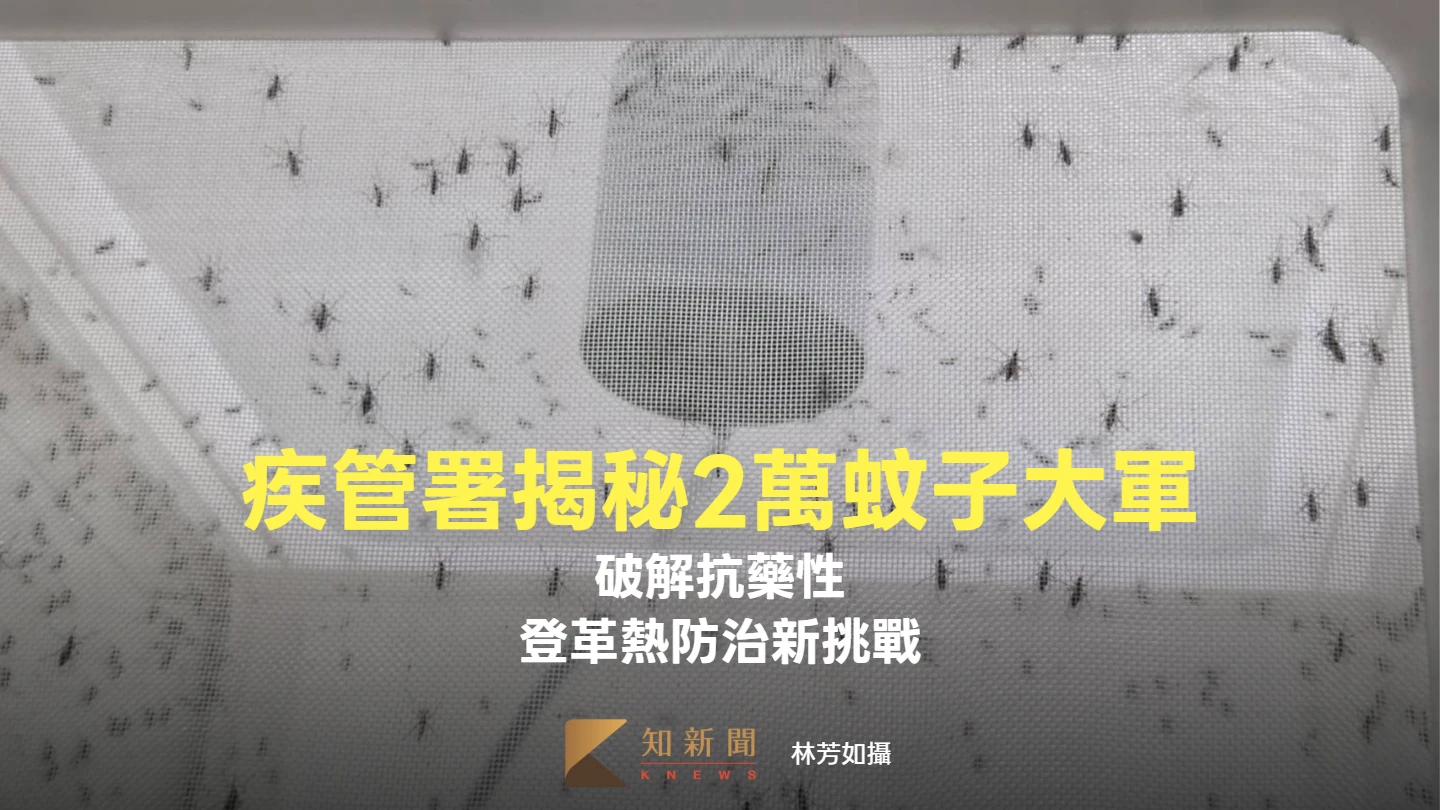 疾管署揭秘2萬蚊子大軍！破解抗藥性　登革熱防治新挑戰