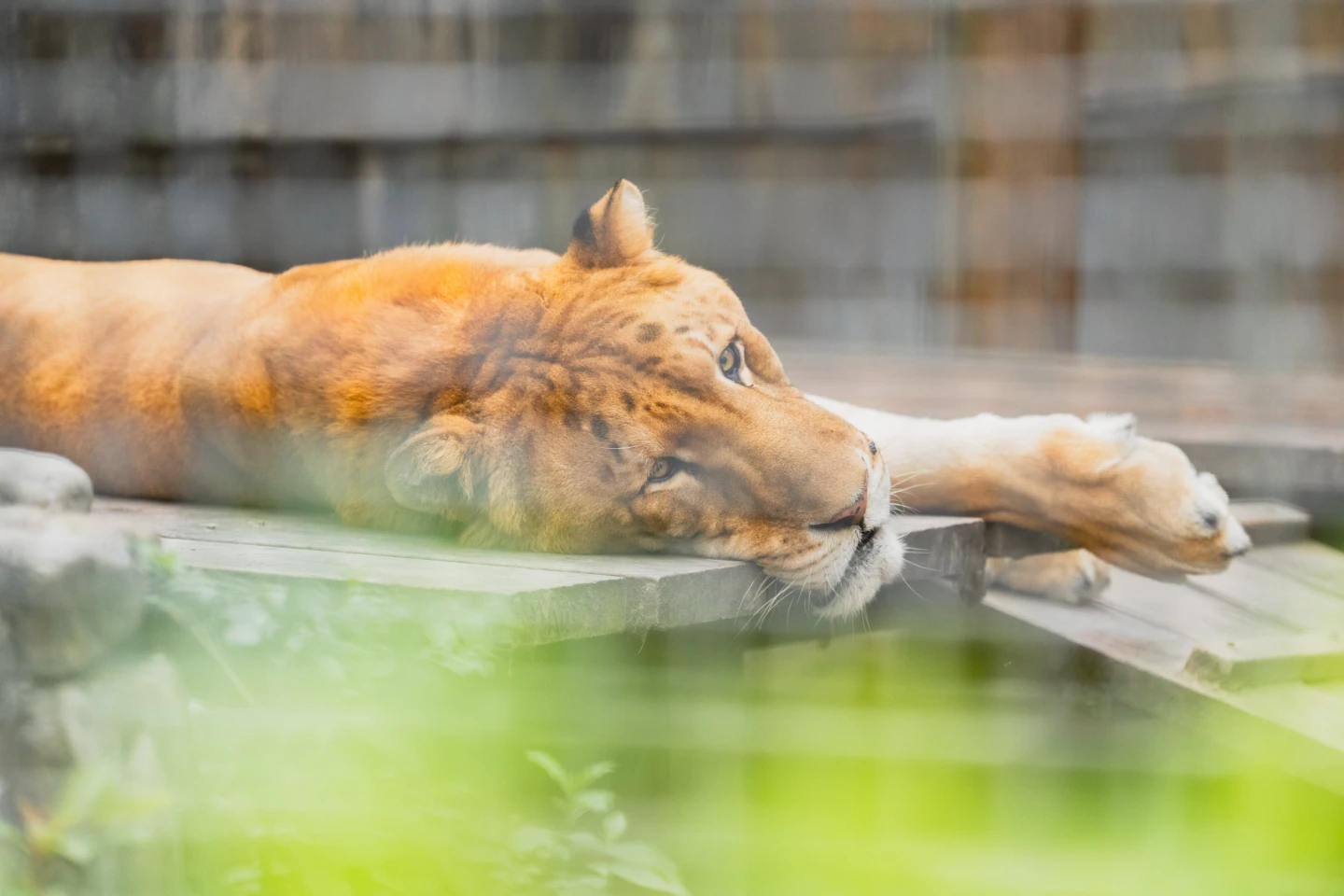 雜交悲劇！直擊全台唯一「獅虎」現況　屏科大收容中心曾被闖入偷動物