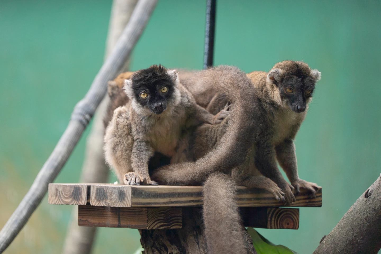 台北動物園大翻新！狐猴住進「升級版森林宅」　平台曬日光浴、藤蔓懸盪