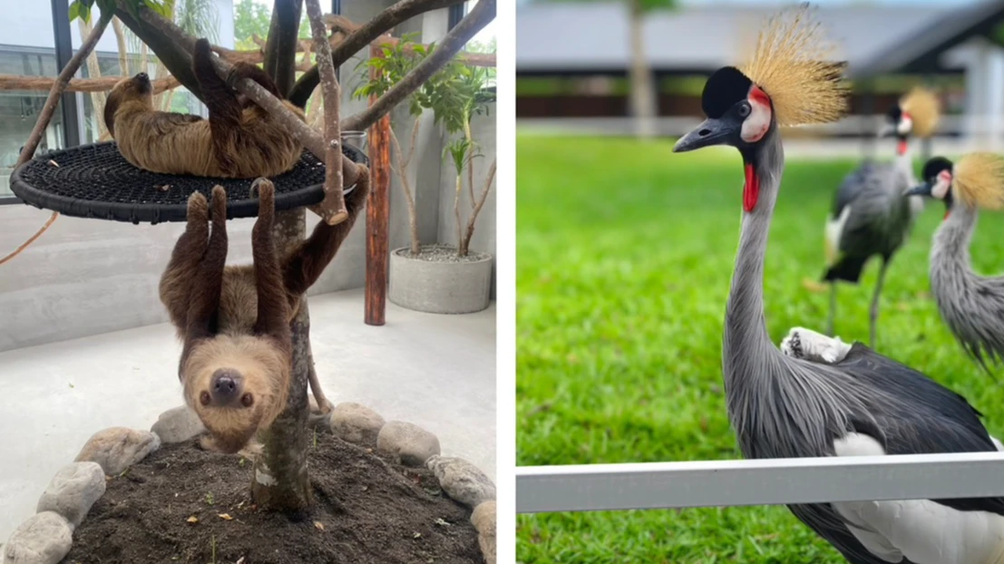 樹懶餐廳換名了！「九九峰動物樂園」證實伸援手　3大措施被狂挺：活該賺錢