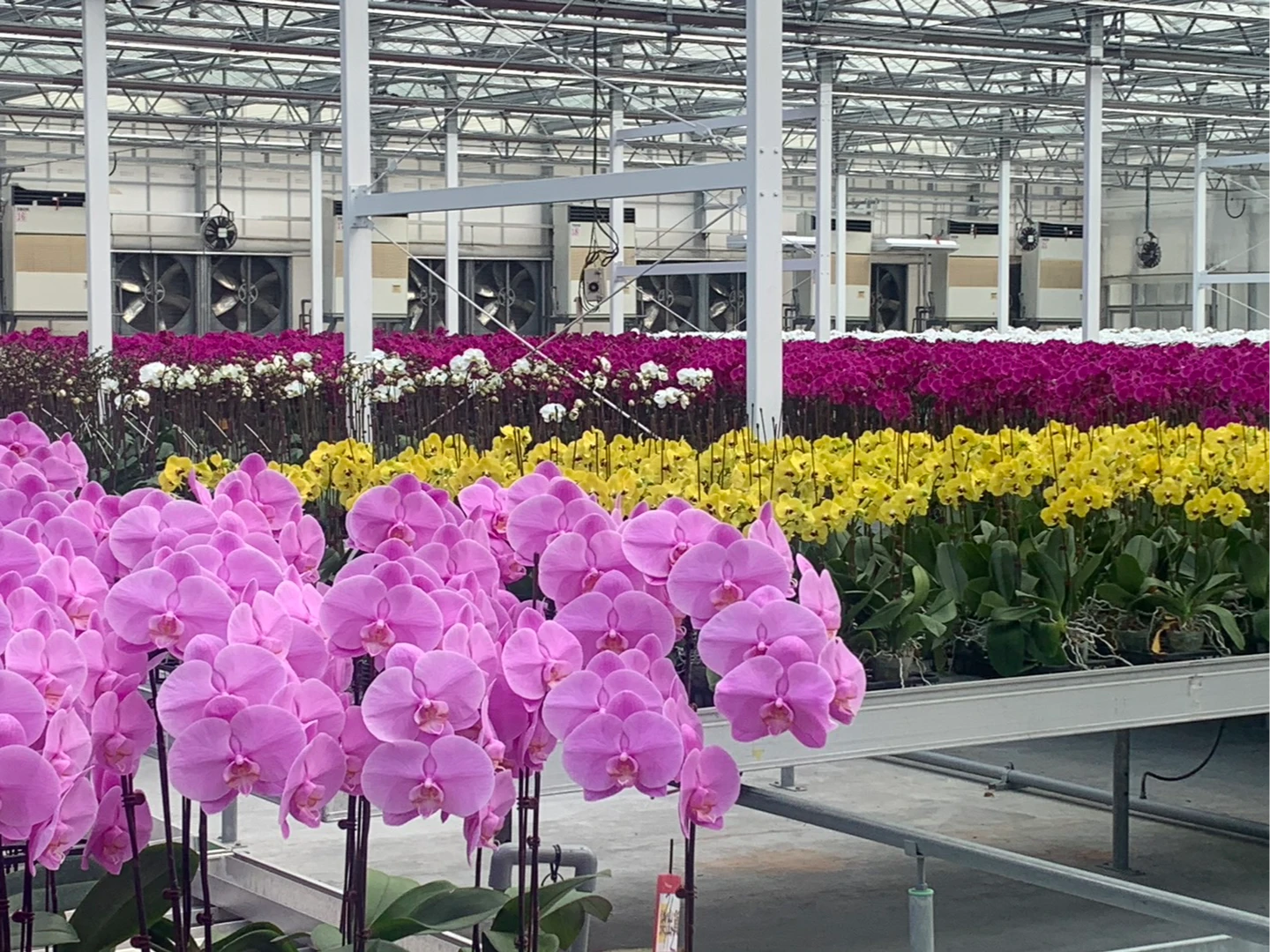 36%產品輸美免關稅　零關稅美國產品多為台灣無生產或進口