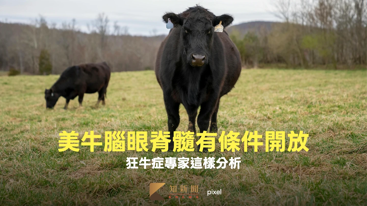 美牛腦眼脊髓有條件開放！狂牛症專家解析3原因　符合國際趨勢