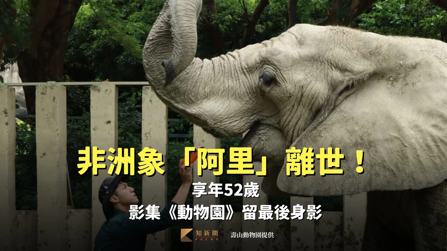 壽山動物園非洲象「阿里」離世！享年52歲　影集《動物園》留最後身影