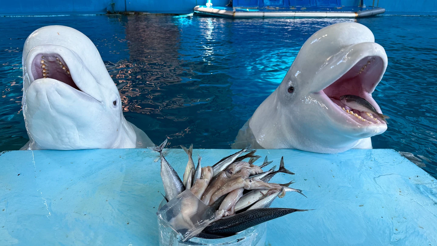 海洋來圍爐！屏東海生館年夜飯開張　小白鯨、企鵝大快朵頤萌翻天