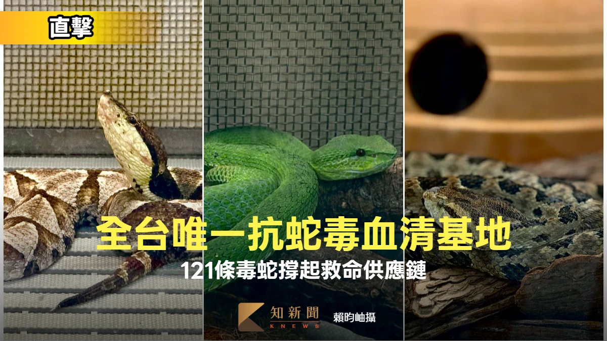 直擊「全台唯一」抗蛇毒血清基地　4人與121條毒蛇撐起的救命供應鏈