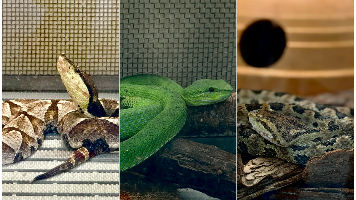 直擊「全台唯一」抗蛇毒血清基地　4人與121條毒蛇撐起的救命供應鏈