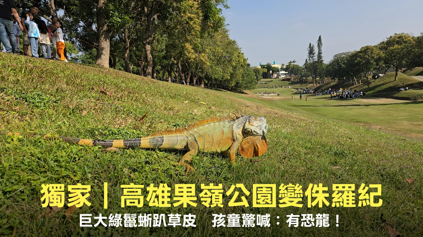 獨家｜高雄果嶺公園變「侏羅紀」？巨大綠鬣蜥趴草皮　孩童驚喊：有恐龍！