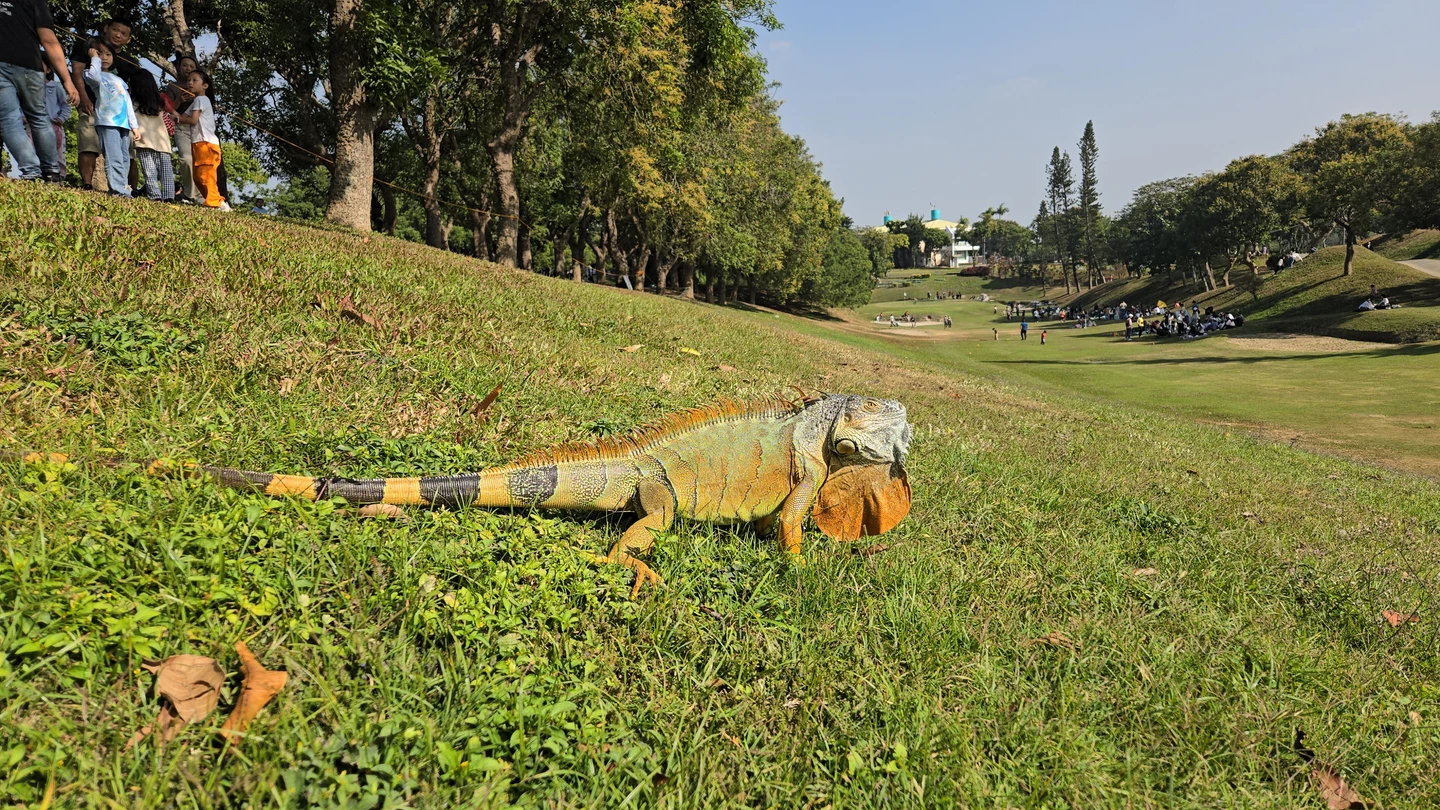 獨家｜高雄果嶺公園變「侏羅紀」？巨大綠鬣蜥趴草皮　孩童驚喊：有恐龍！