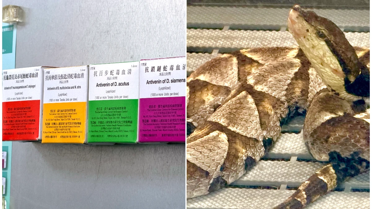 疾管署神秘實驗室養六大毒蛇　百步蛇13年3.5公克撐起年度血清供給