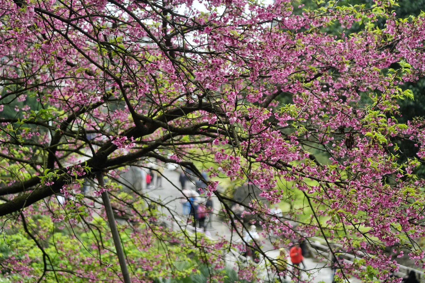 收假日飆30℃！下周3波鋒面接力　全台下雨4天