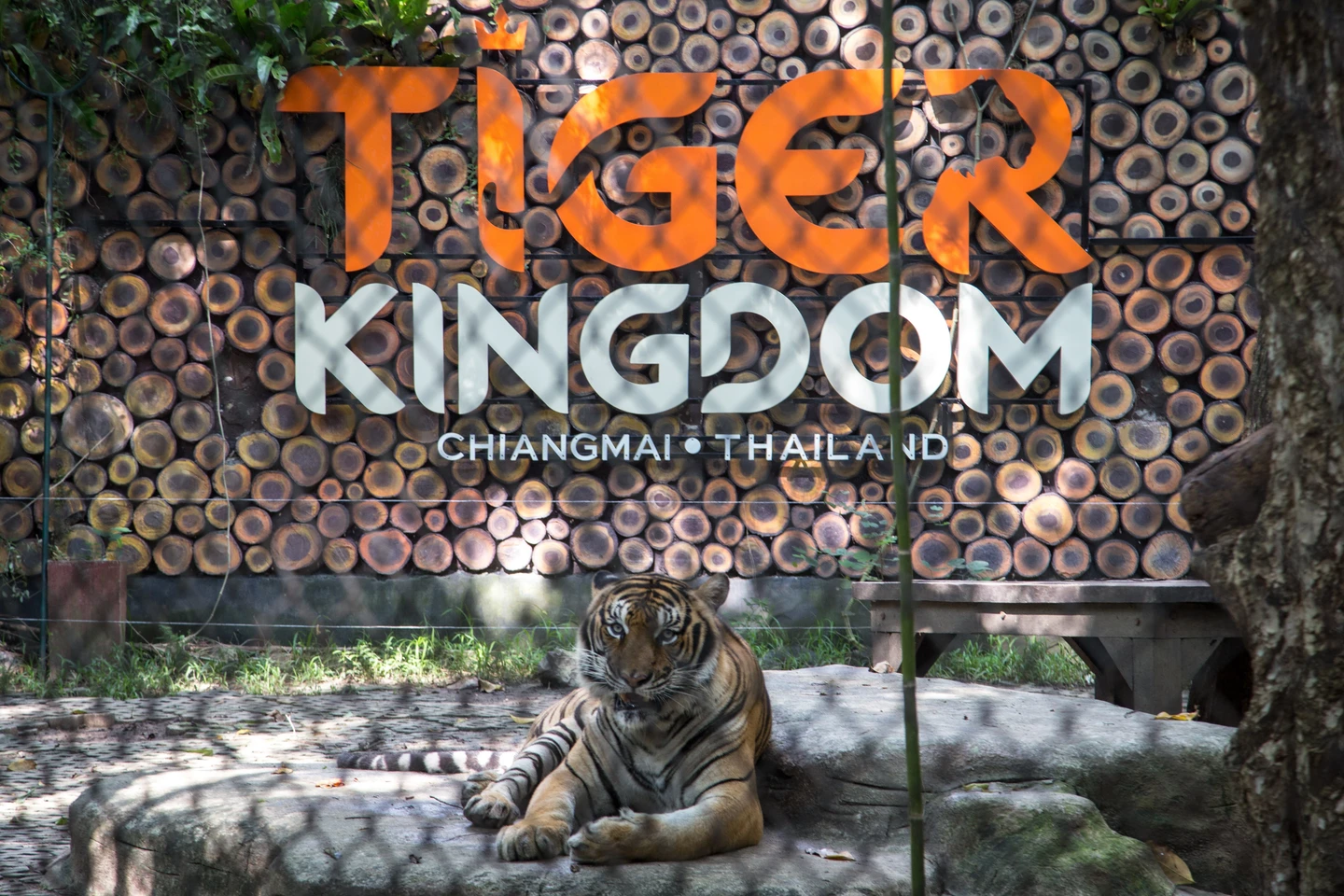 泰國清邁老虎王國72隻老虎命喪犬瘟熱　暫停營業2周清消