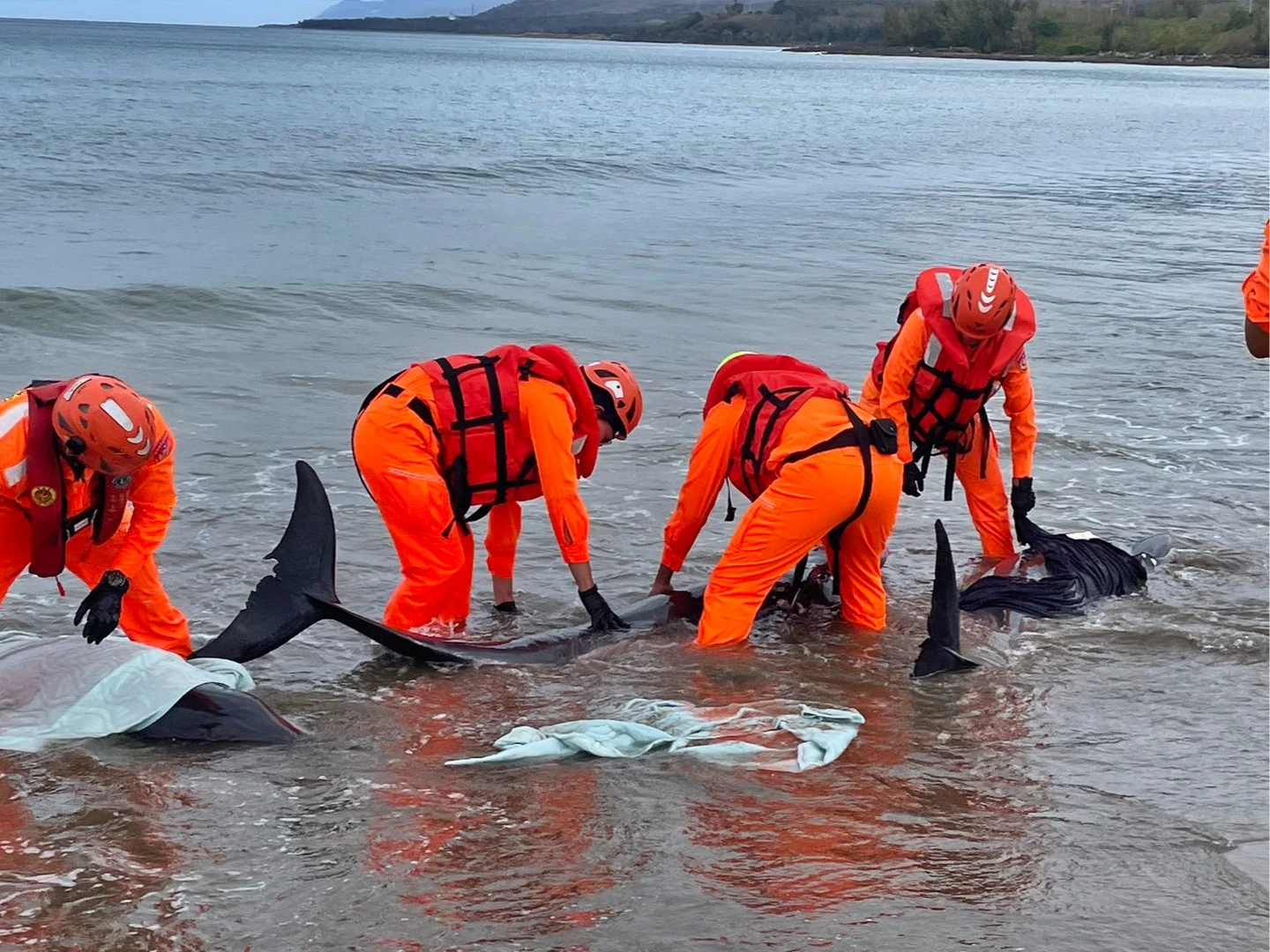 屏東驚見小虎鯨集體擱淺！4死7待救　海巡、成大出動搶命畫面曝