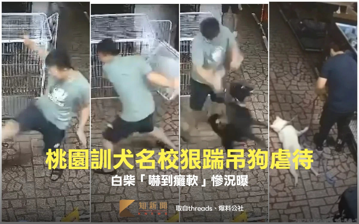 桃園訓犬名校腳踹、強拖吊狗虐待！白柴「嚇到癱軟」慘況曝　動保處出手開罰