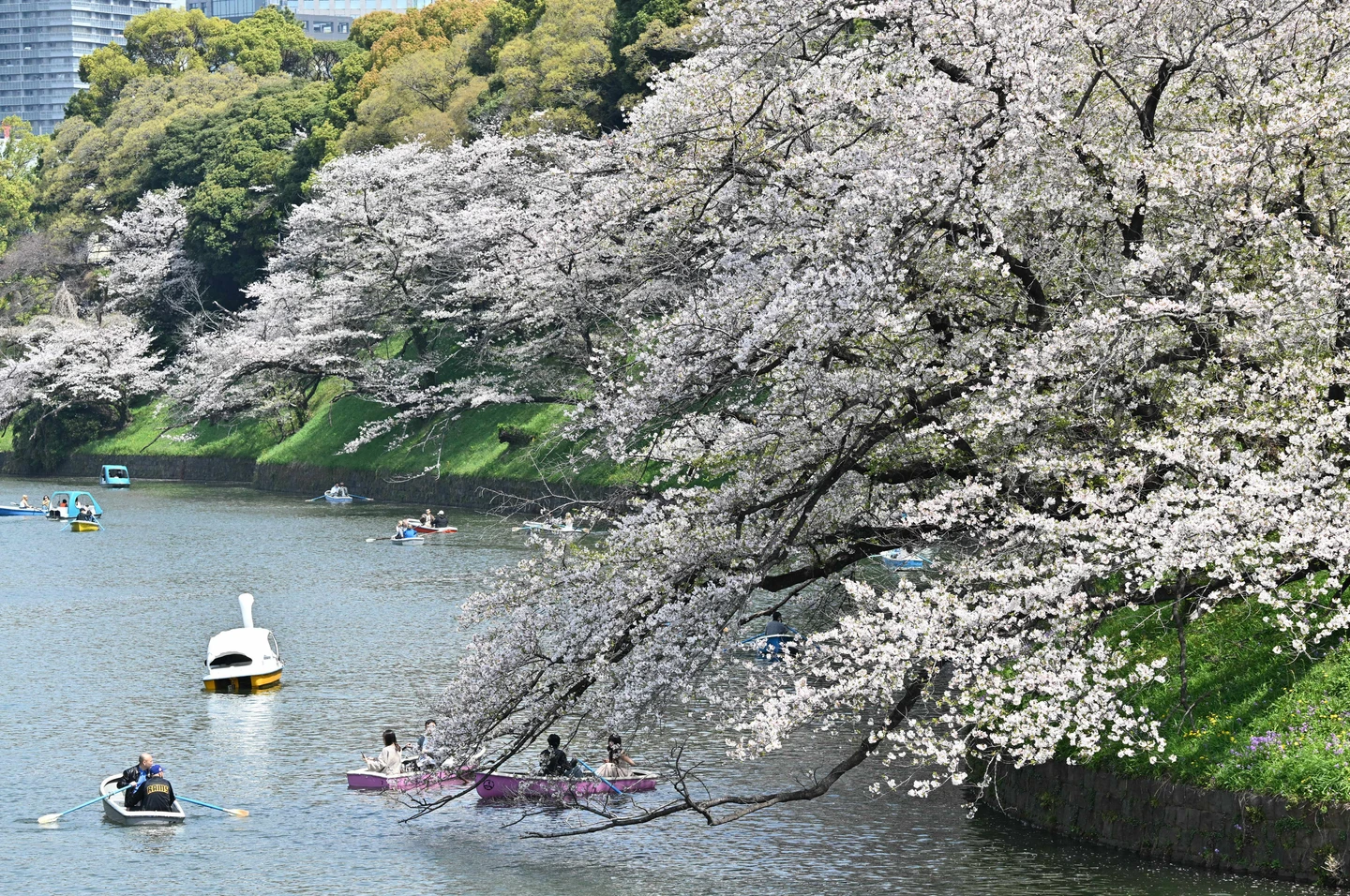 日本民間氣象公司預測　東京櫻花3/22率先綻放
