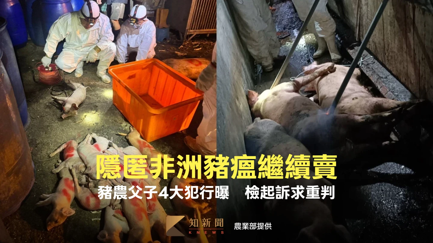非洲豬瘟｜隱匿豬隻染病繼續賣！台中豬農父子4大犯行曝　檢：惡性重大求重判