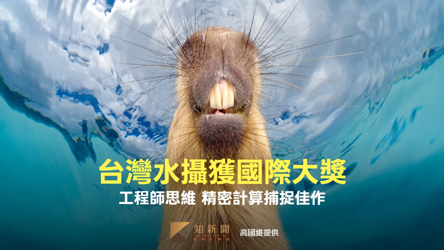專訪｜台灣拍的超萌水豚君獲水下攝影國際大獎　AI工程師轉念用鏡頭展實力