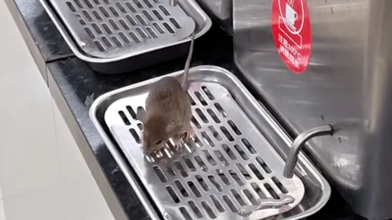 台大超商驚見老鼠爬熱開水機！業者道歉：已立即清消　將強化環境管理