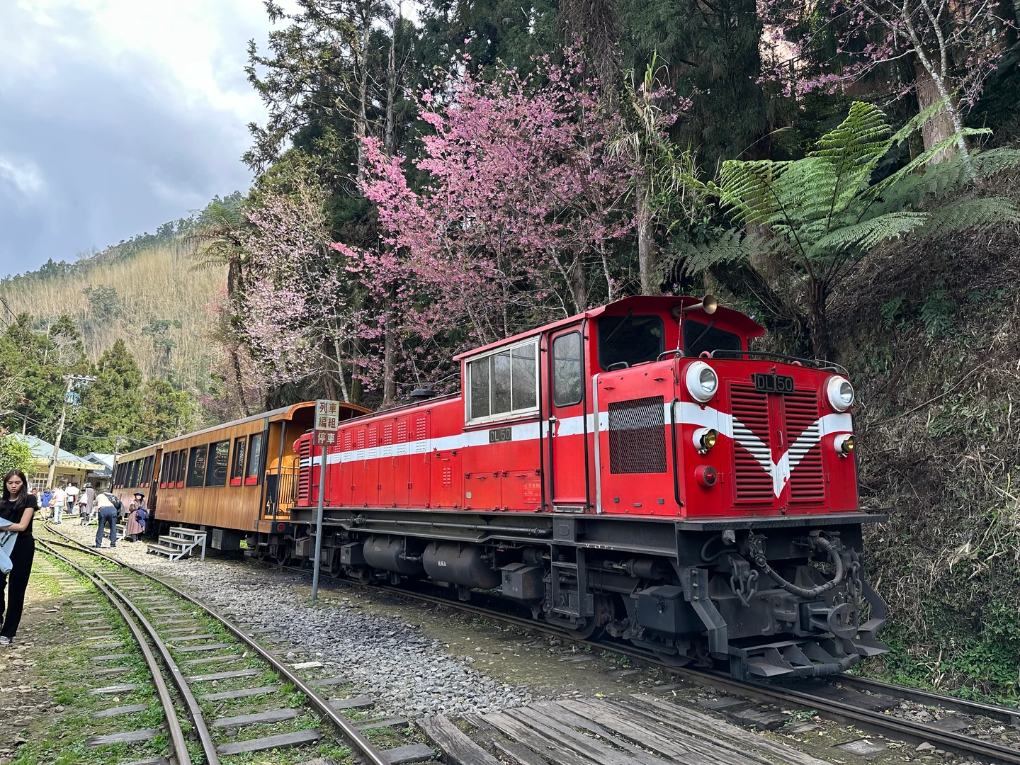 阿里山花季3/10開跑！山櫻花、阿龜櫻已開花　櫻王3月中盛開