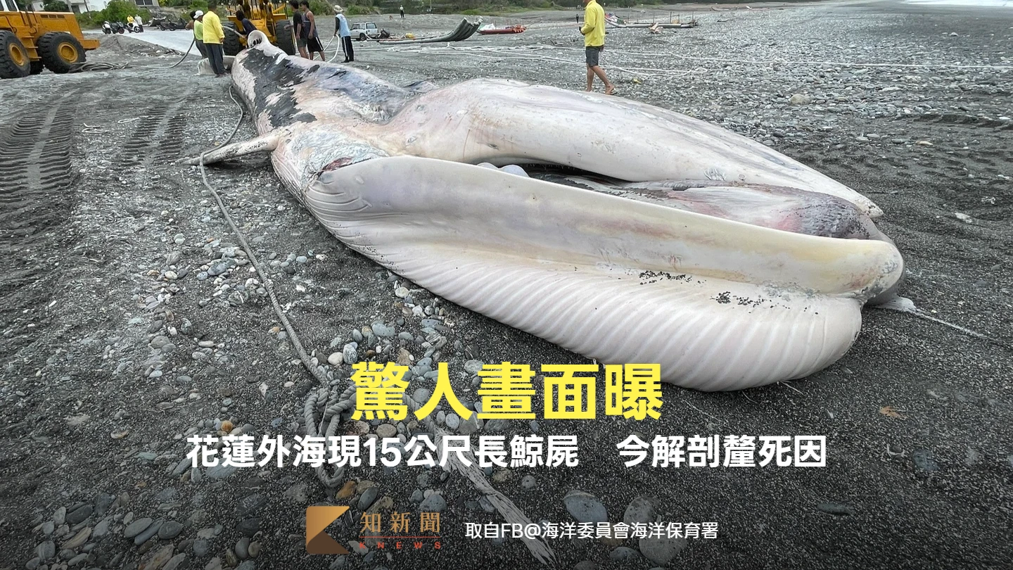 驚人畫面曝！花蓮外海現15公尺長鯨屍　「喉腹摺」初判身分今解剖釐死因