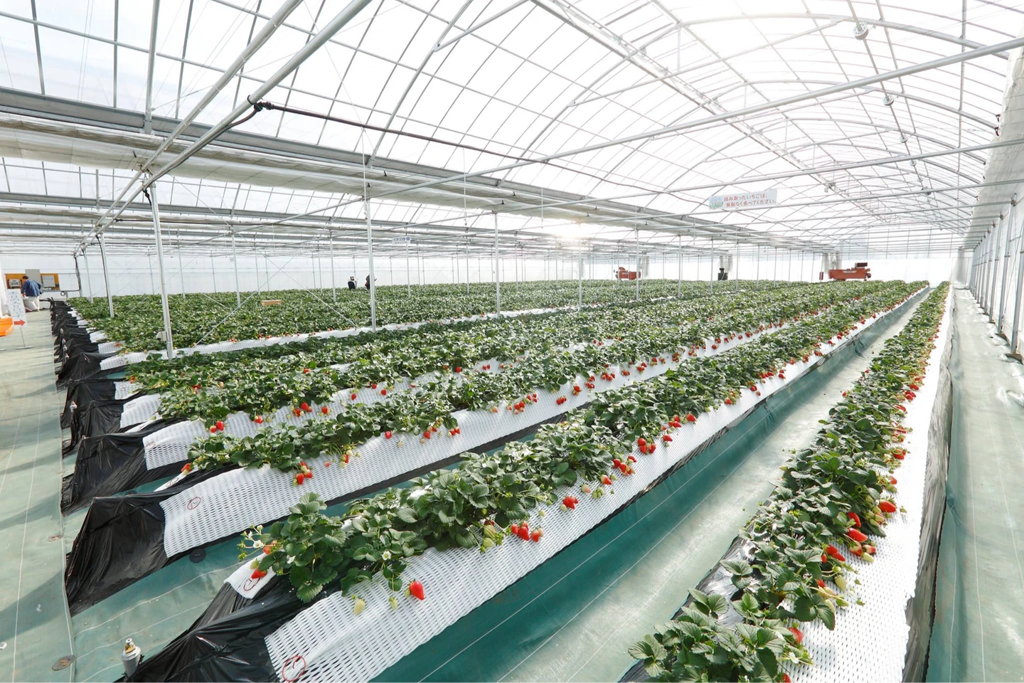 3台灣遊客到日本栃木縣採草莓　被強風吹倒招牌砸傷送醫