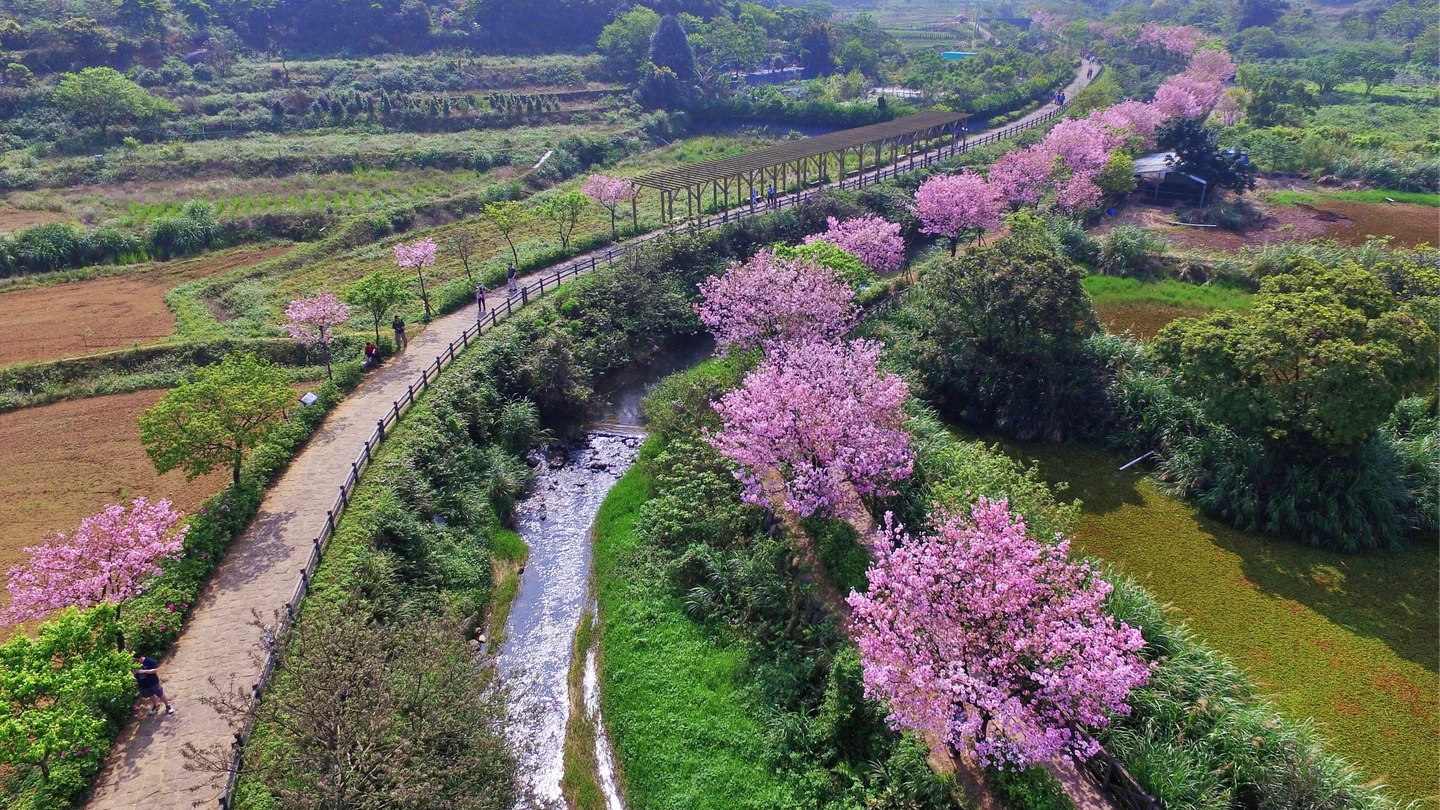 三芝櫻花季今登場！昭和吉野櫻盛開　邀民眾賞櫻體驗農事樂